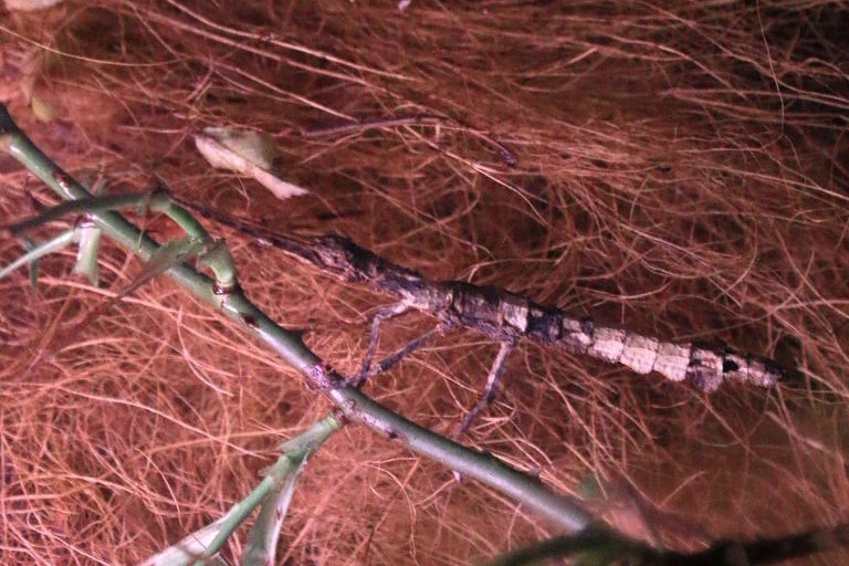 Guadeloupe Stick Insect