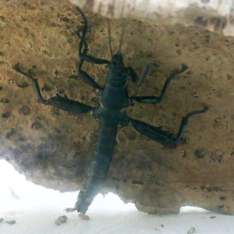 Lord Howe Island Stick Insect