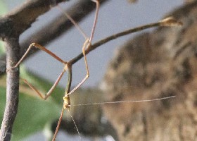 Gray's Malaysian Twig Stick Insect male
