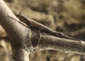 Small Cigar Stick Insect