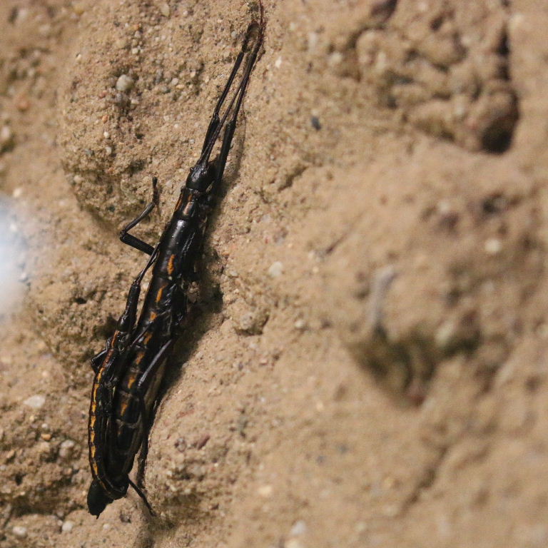 Red-striped or Belize Stick Insect