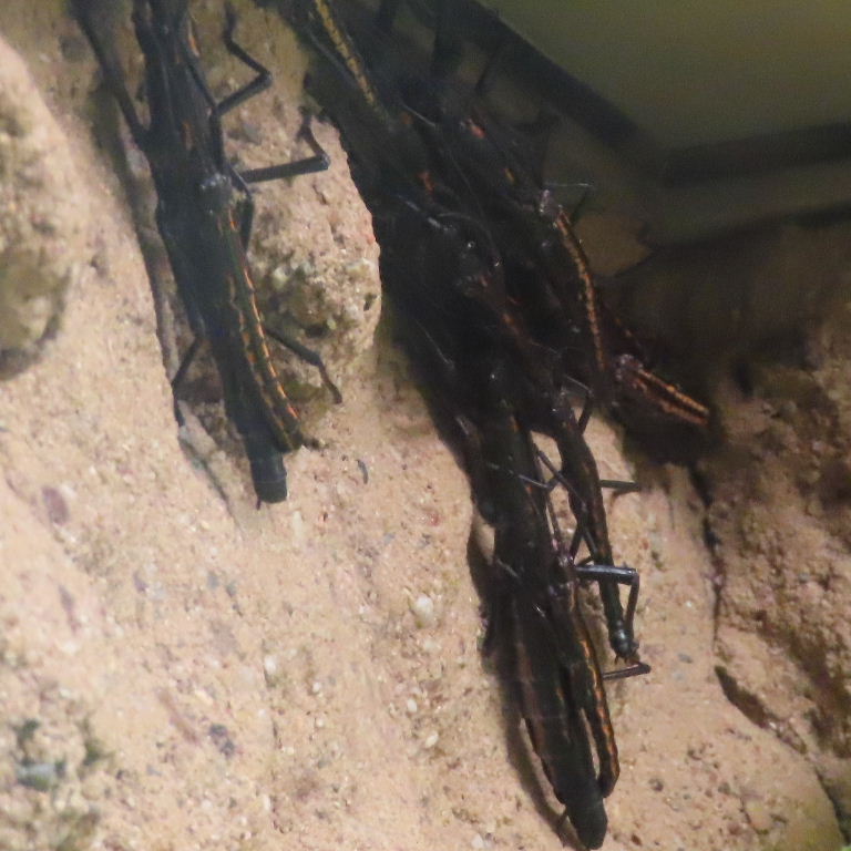 Red-striped or Belize Stick Insect