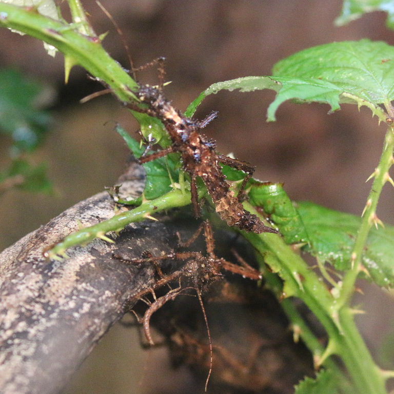 Sabah Thorny Stick Insect