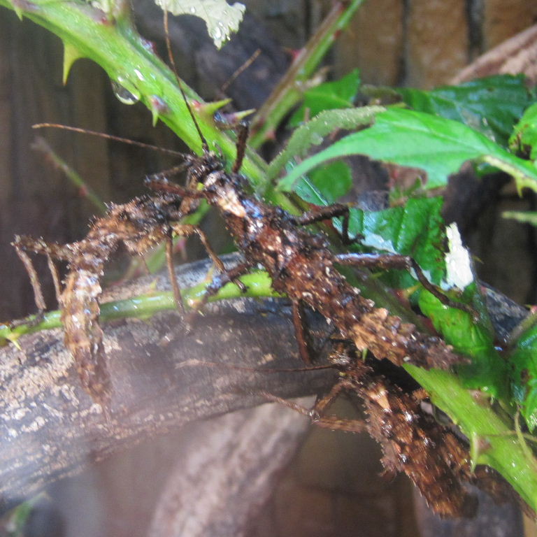 Sabah Thorny Stick Insect