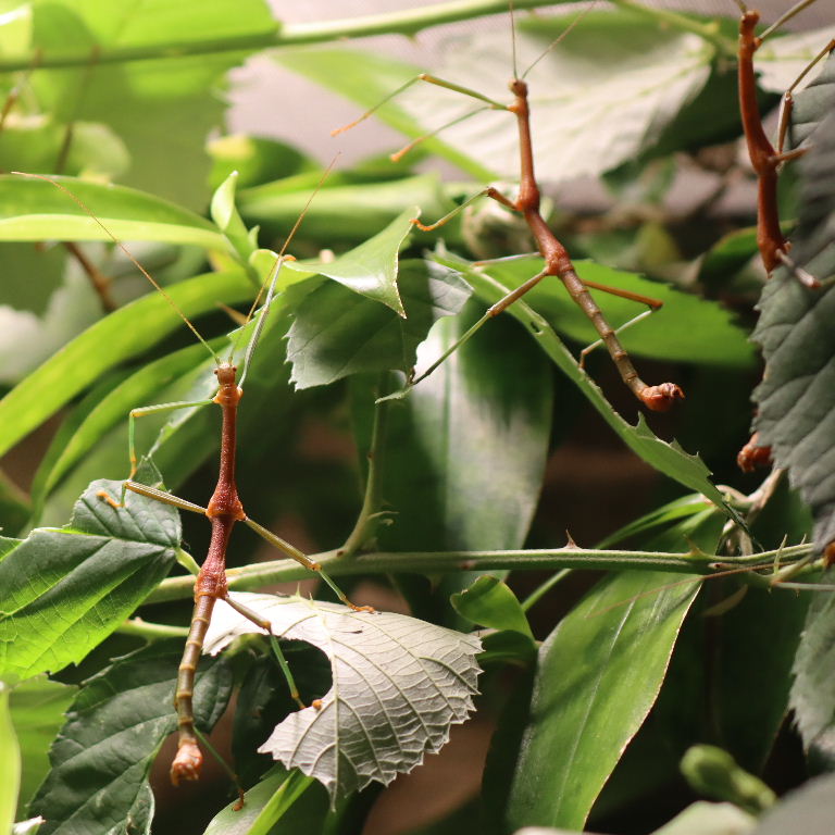 Bulbous Sulawesi Stick Insect