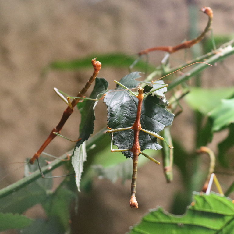 Bulbous Sulawesi Stick Insect