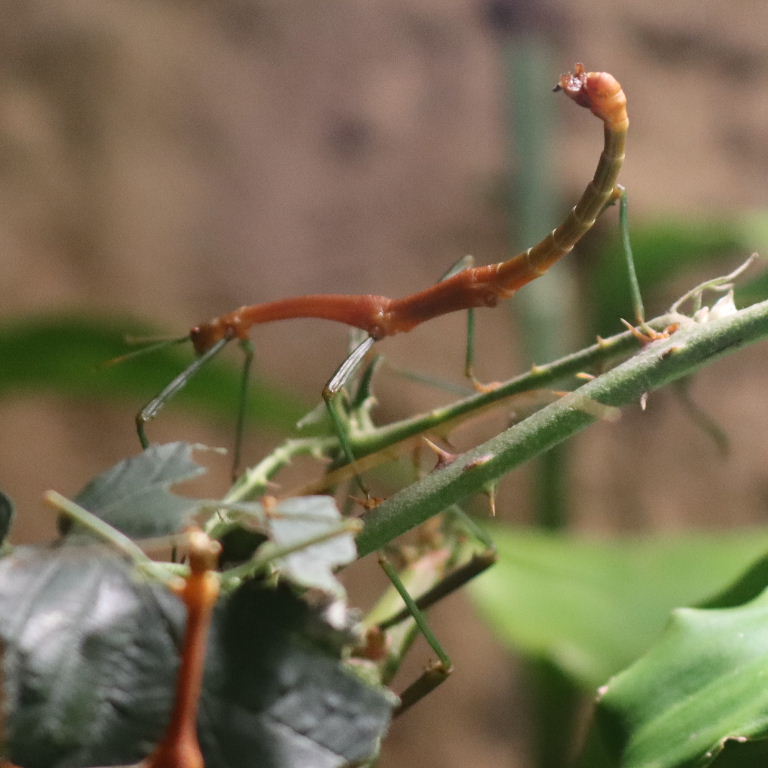 Bulbous Sulawesi Stick Insect