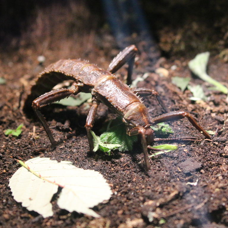 Thorny Devil or New Guinea Stick Insect