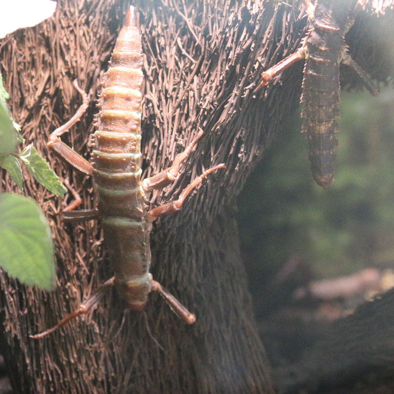 Thorny Devil or New Guinea Stick Insect
