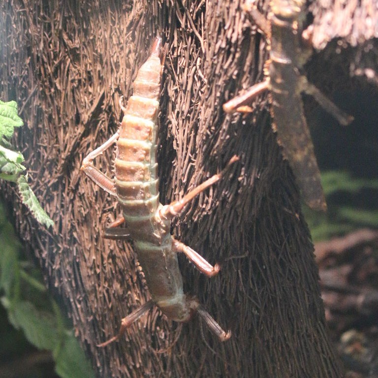 Thorny Devil or New Guinea Stick Insect