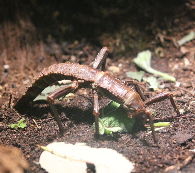 Thorny Devil or New Guinea Stick Insect