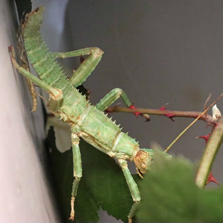 Thorny Devil or New Guinea Stick Insect