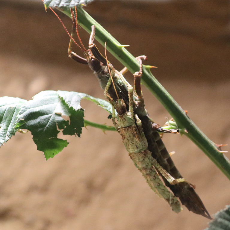 Thorny Devil or Giant Spiny New Guinea Stick Insect