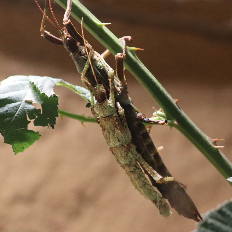 Thorny Devil or New Guinea Stick Insect