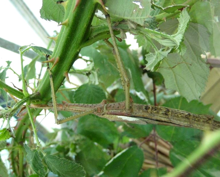 Stick Insect