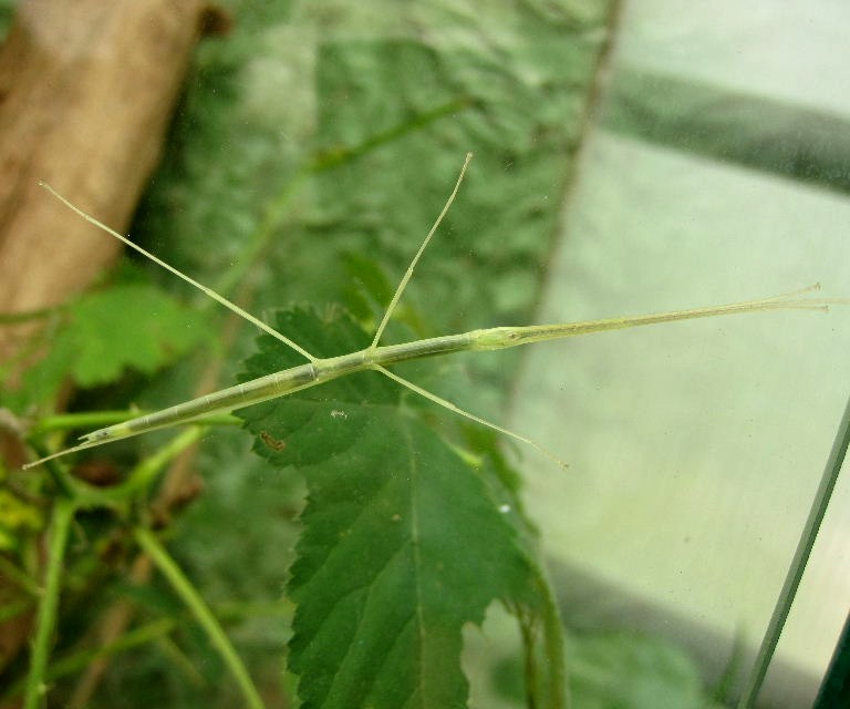Stick Insect