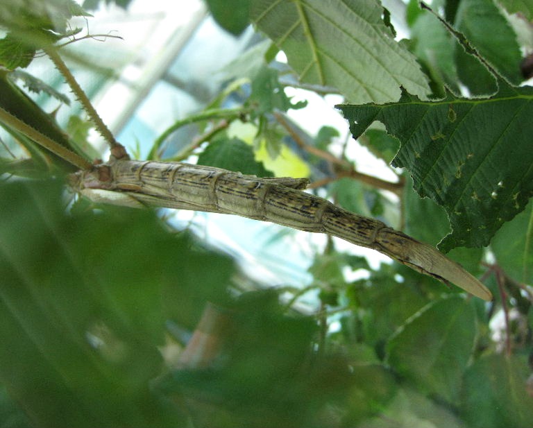 Stick Insect