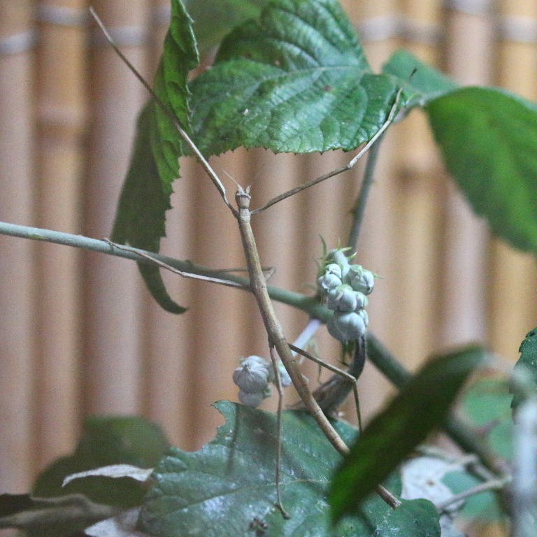 Stick Insect
