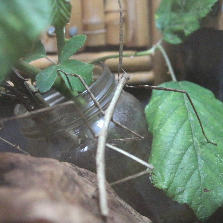 Stick Insect