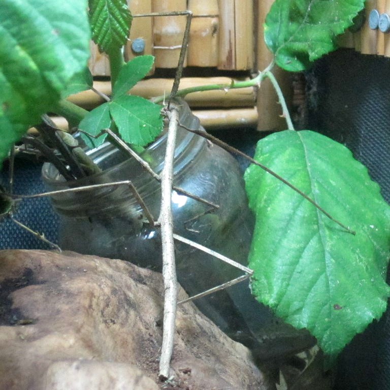 Stick Insect