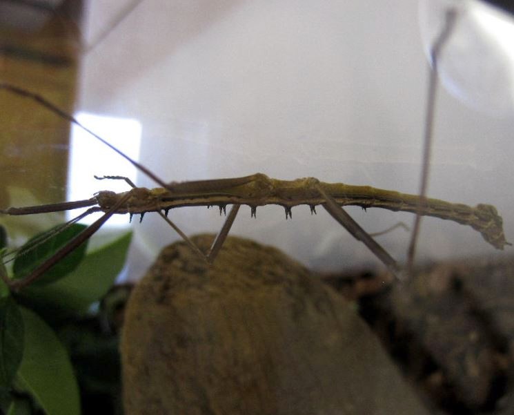 Stick Insect