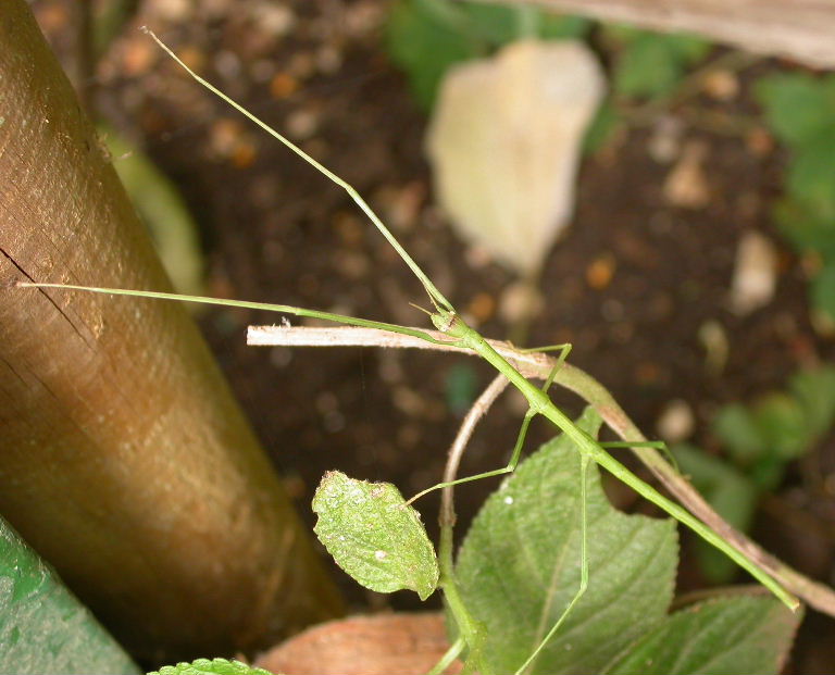 Stick Insect