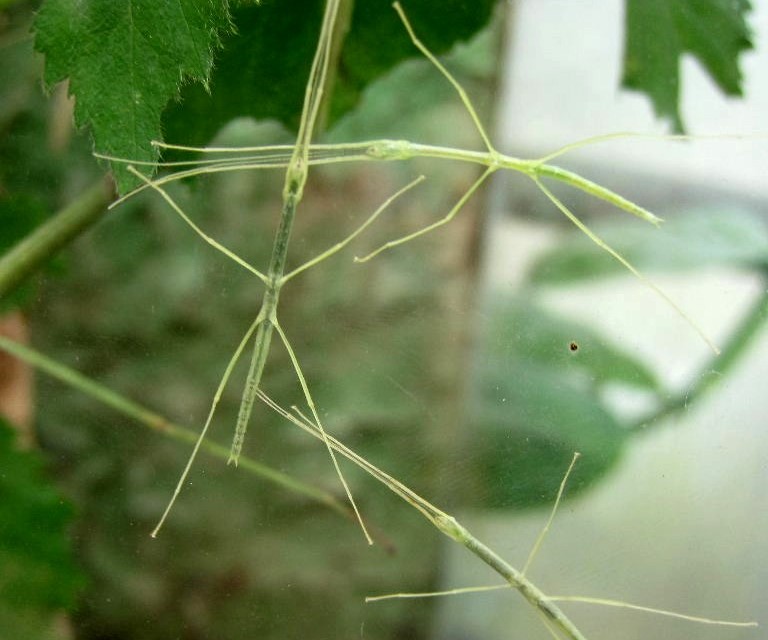 Stick Insect