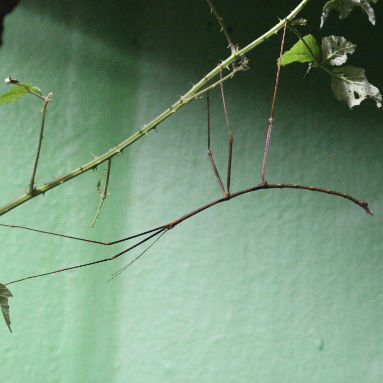 Vietnamese Giant Stick Insect