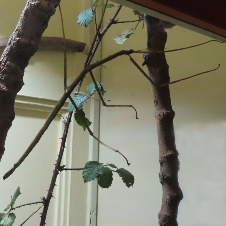 Vietnamese Giant Stick Insect