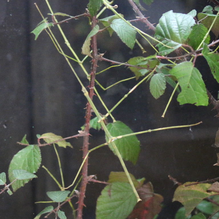Vietnamese Giant Stick Insect