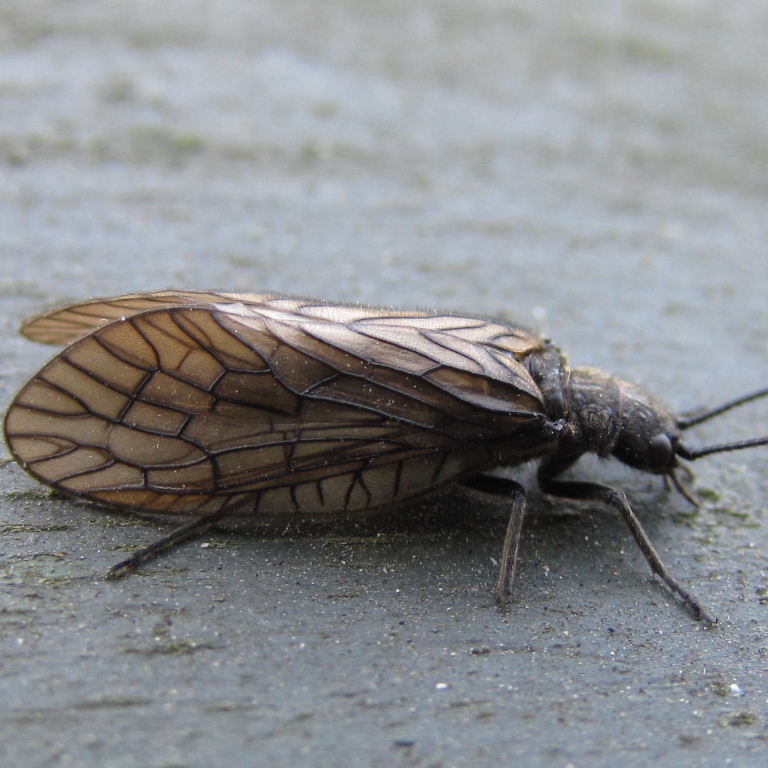 Alderfly leaded light wings