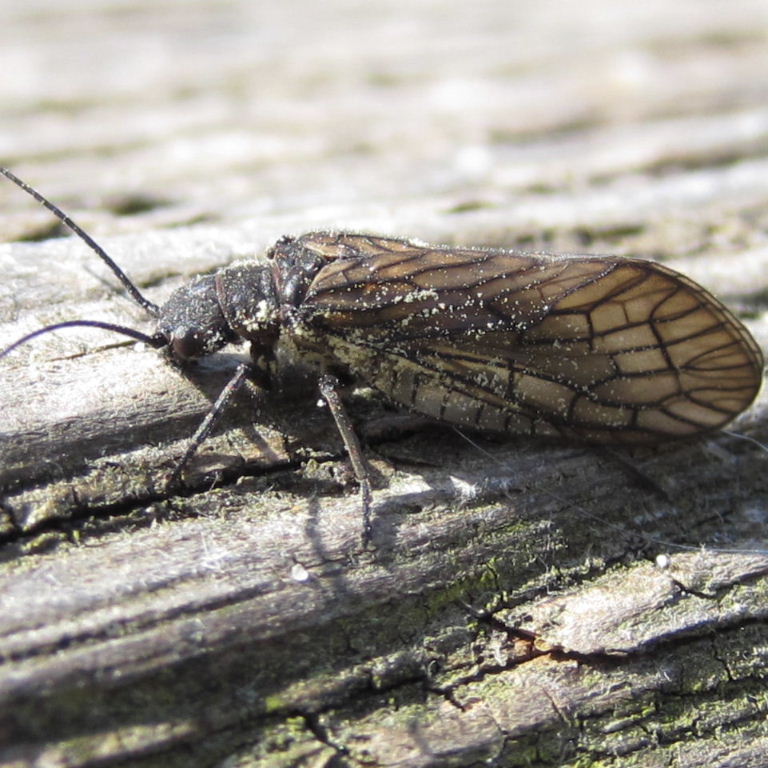 Alderfly adult