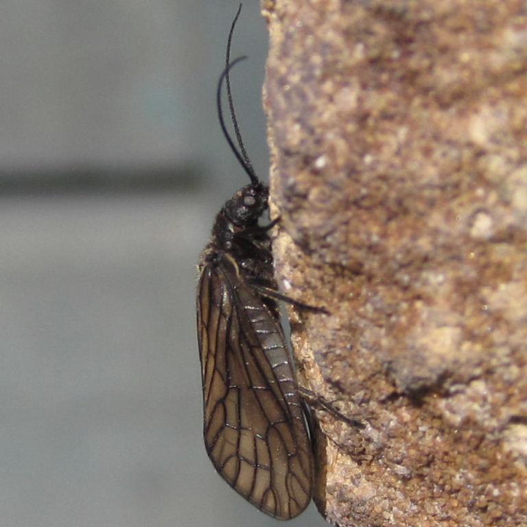 Alderfly