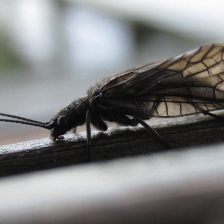 Alderfly