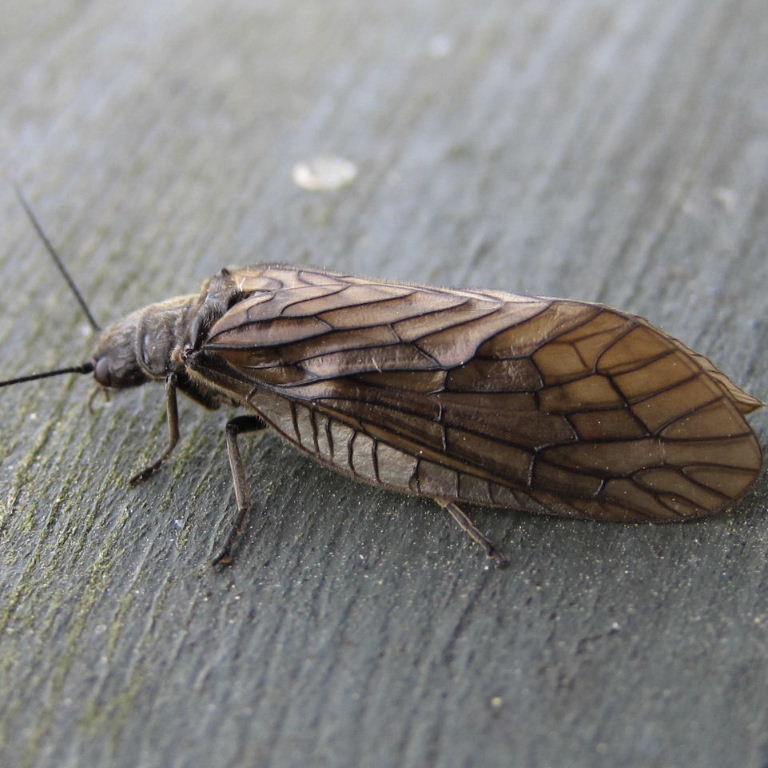 Alderfly