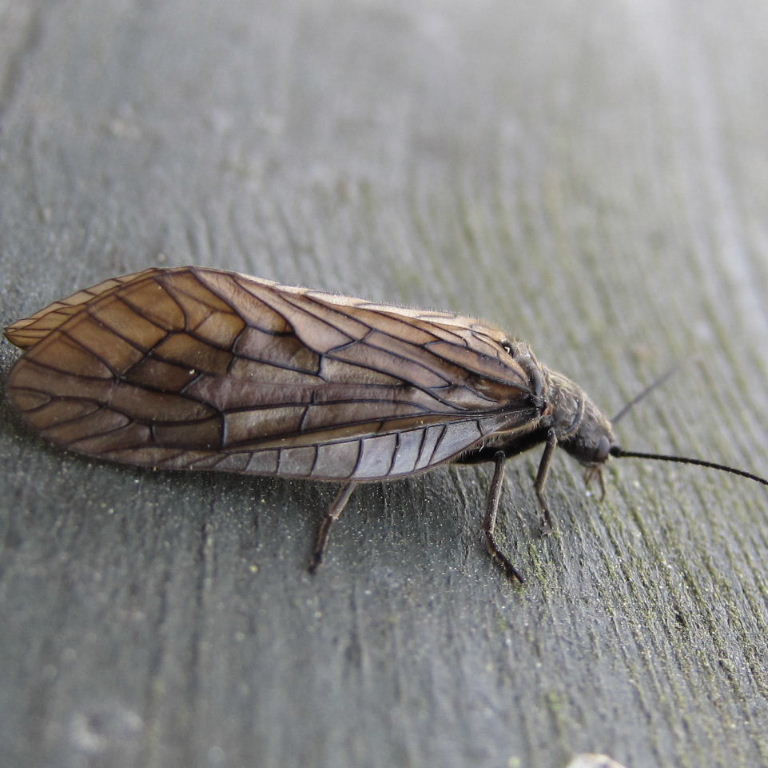Alderfly