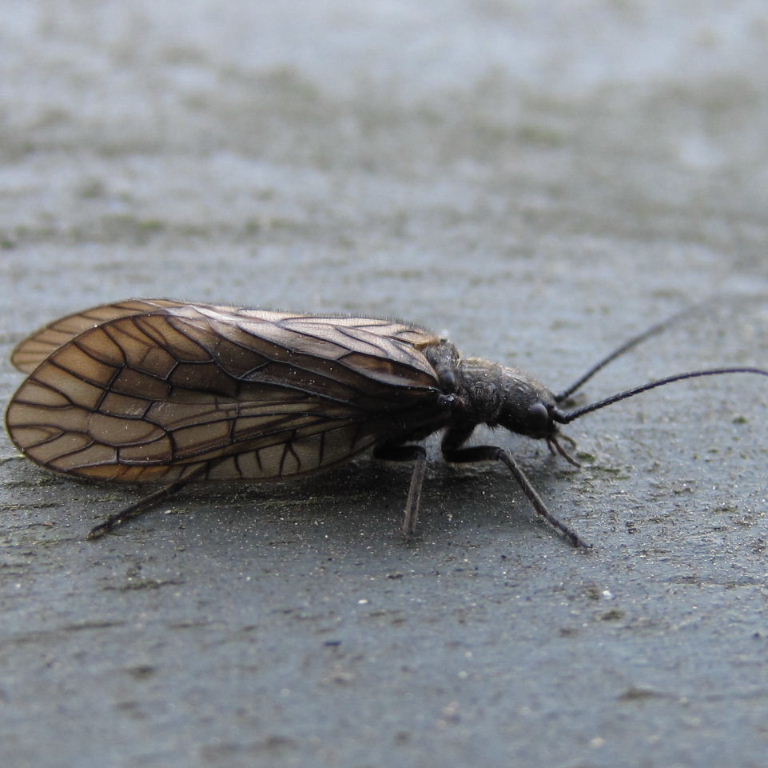 Alderfly