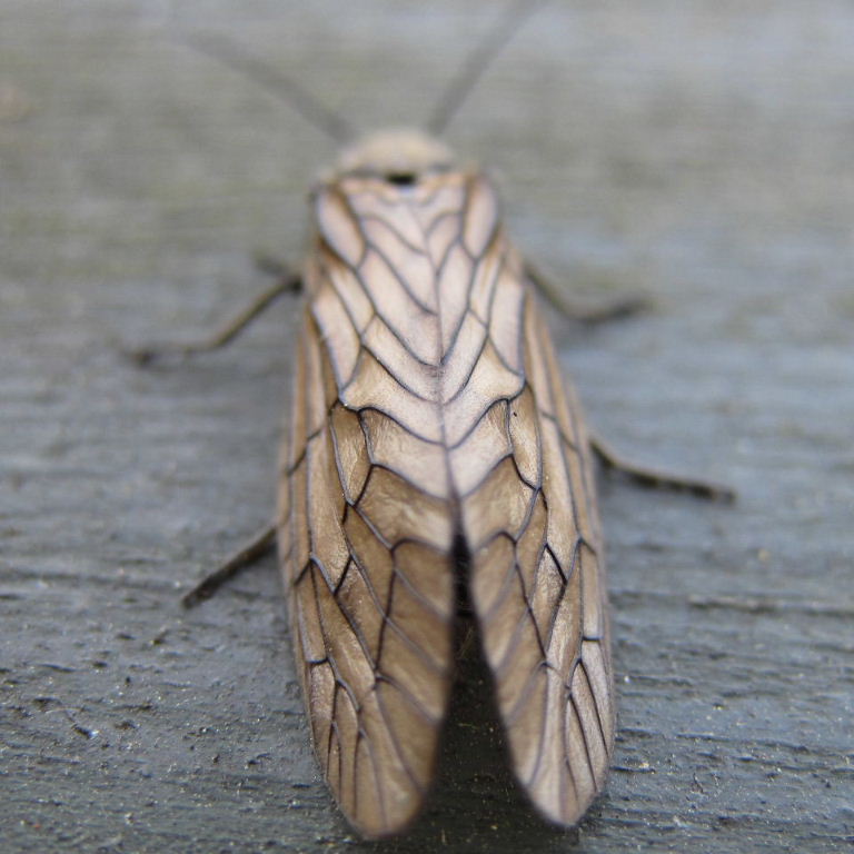 Alderfly back
