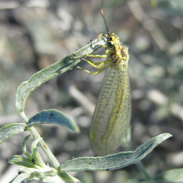 Antlion adult