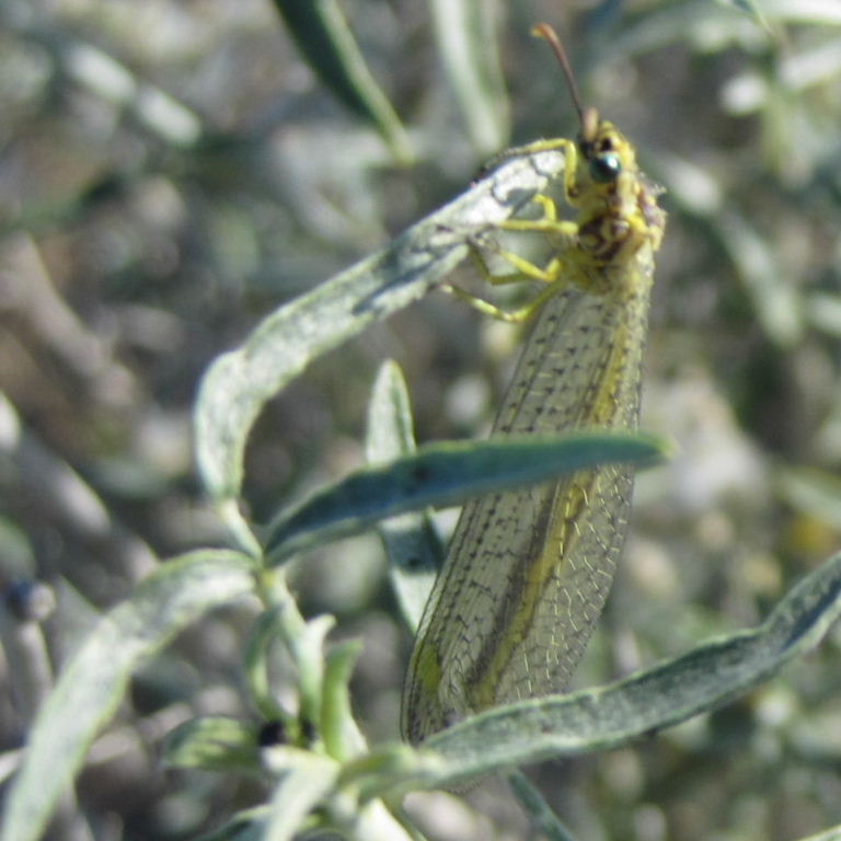Antlion adult