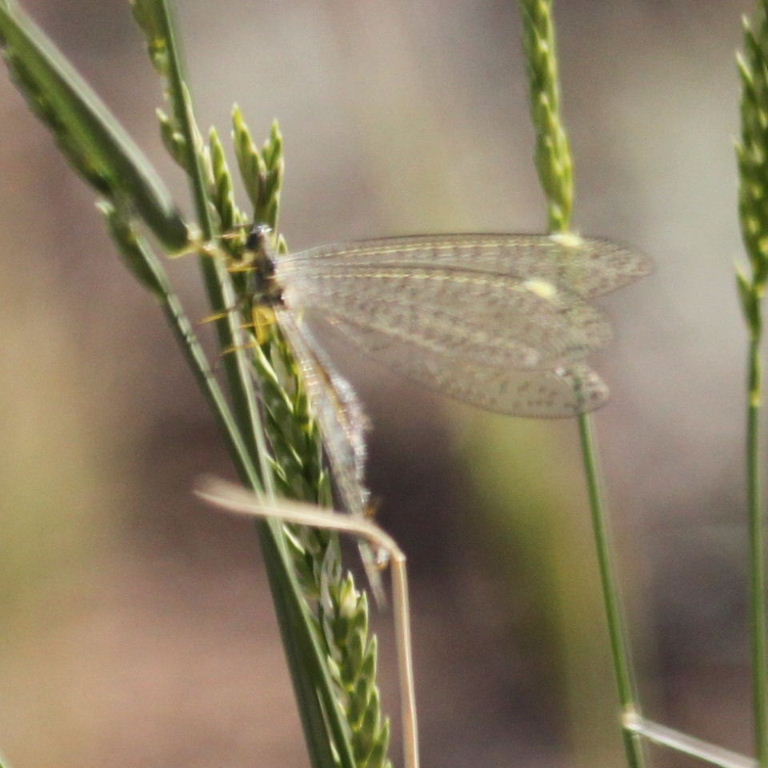 Antlion adult