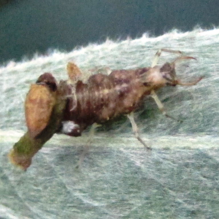 Lacewing larva