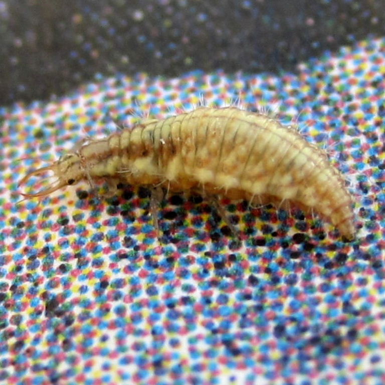 Lacewing larva
