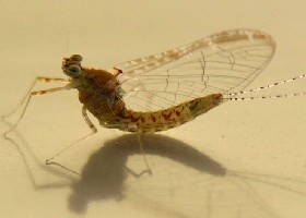 Mayfly