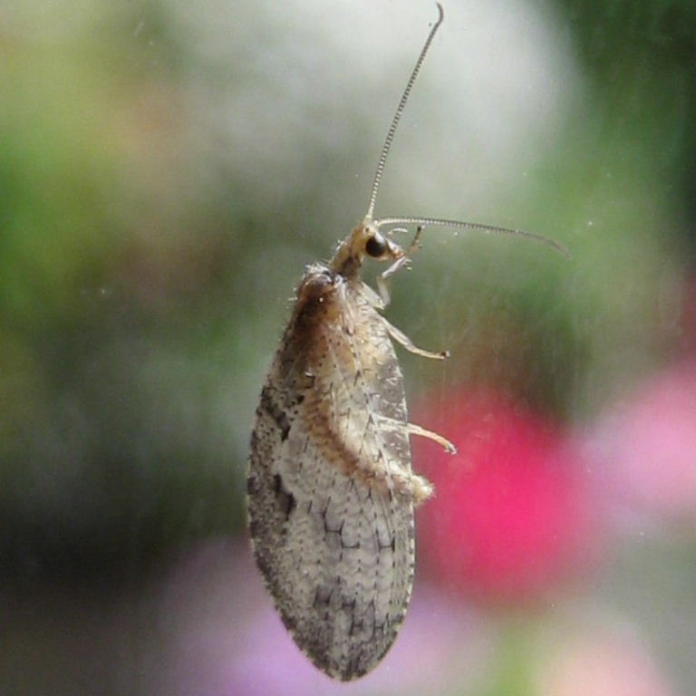 Brown Lacewing