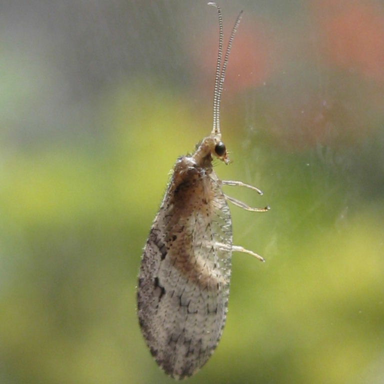 Brown Lacewing