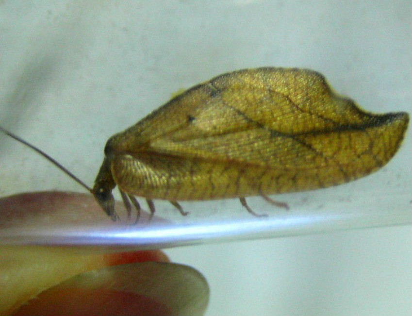 Hook-winged Lacewing