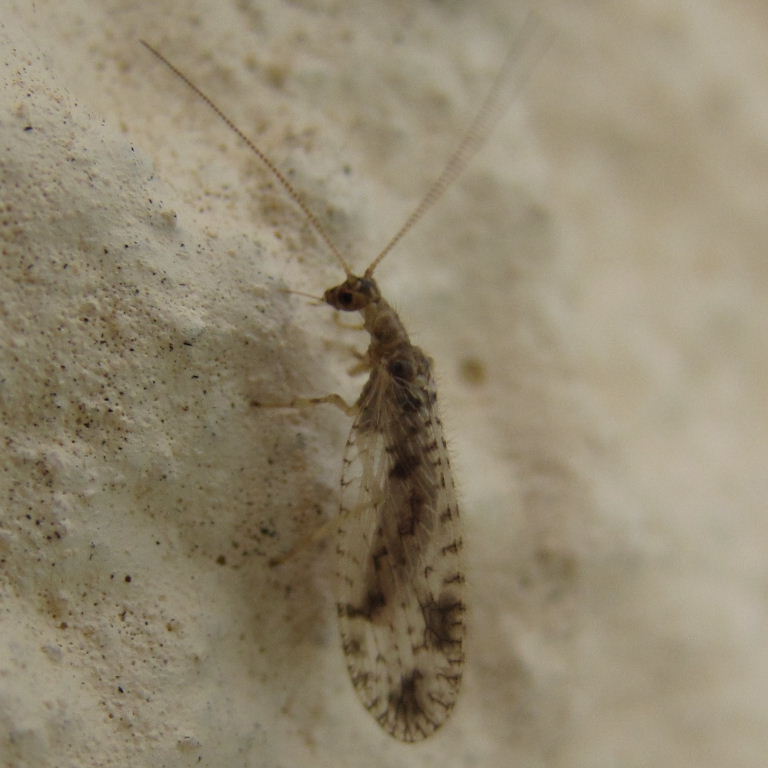 Brown Lacewing Micromus variegatus
