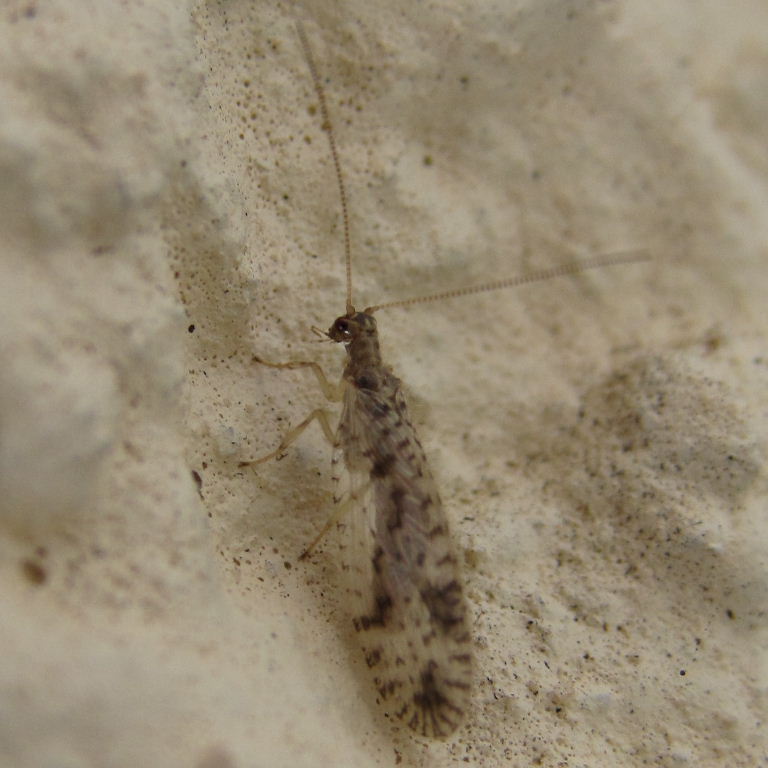 Brown Lacewing Micromus variegatus