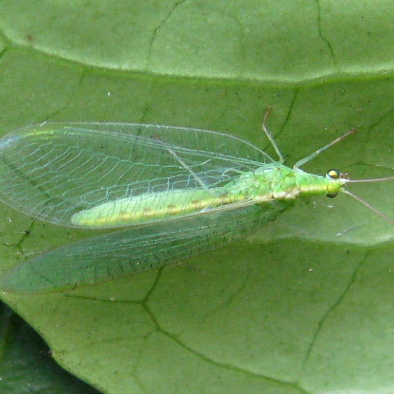 Green Lacewing